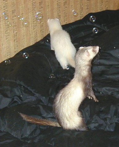Wow, look at those bubbles!