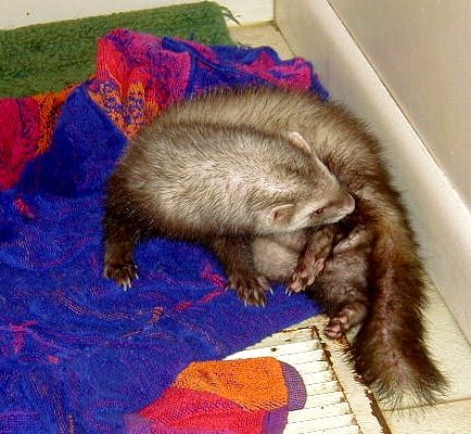 Bath time makes my tail brissle.