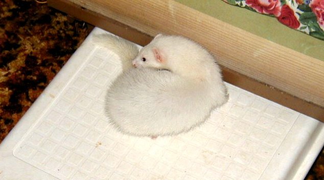 Our cute little Samantha.